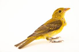 Image result for Piranga olivacea