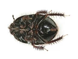 Attēlu rezultāti vaicājumam “Cydnidae”