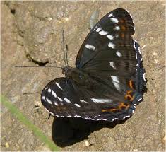 Attēlu rezultāti vaicājumam “Limenitis populi upperside”