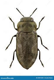 Attēlu rezultāti vaicājumam “Anthaxia quadripunctata”