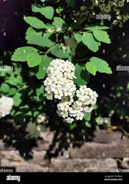 Attēlu rezultāti vaicājumam “Spiraea chamaedryfolia flower”