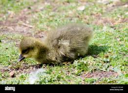 Attēlu rezultāti vaicājumam “Anser anser juvenile”