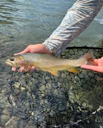 Image result for Oncorhynchus clarkii