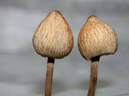 Attēlu rezultāti vaicājumam “Panaeolus papilionaceus”