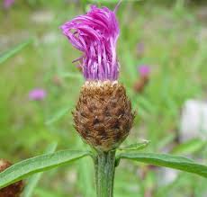 Image result for Centaurea nigra