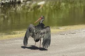 Attēlu rezultāti vaicājumam “Ciconia nigra adult”