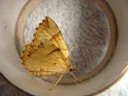 Attēlu rezultāti vaicājumam “Eulithis mellinata”