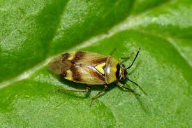 Attēlu rezultāti vaicājumam “Orthops campestris”