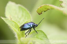 Attēlu rezultāti vaicājumam “Zicrona caerulea”