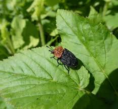 Attēlu rezultāti vaicājumam “Oiceoptoma thoracicum”