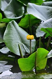 Attēlu rezultāti vaicājumam “Nuphar lutea fruit”