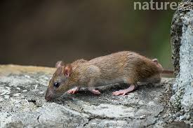 Attēlu rezultāti vaicājumam “Rattus norvegicus”