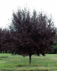 Attēlu rezultāti vaicājumam “Prunus cerasifera”