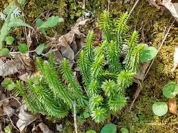 Attēlu rezultāti vaicājumam “Lycopodiaceae”