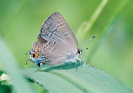 Attēlu rezultāti vaicājumam “Satyrium pruni underside”