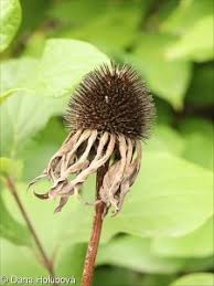 Attēlu rezultāti vaicājumam “Echinacea purpurea bud”