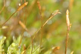 Attēlu rezultāti vaicājumam “Tetraphis pellucida”