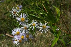Attēlu rezultāti vaicājumam “Symphyotrichum x salignum leaf”
