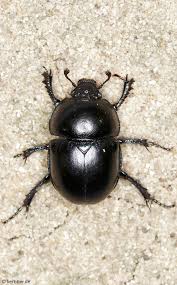 Attēlu rezultāti vaicājumam “Trypocopris vernalis”