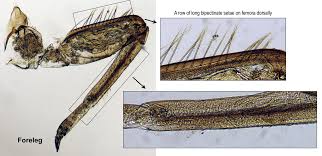 Attēlu rezultāti vaicājumam “Lycogala convexum macro”