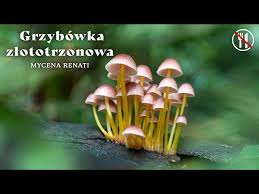 Attēlu rezultāti vaicājumam “Mycena renati”