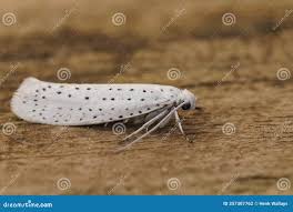 Attēlu rezultāti vaicājumam “Yponomeuta evonymella”