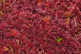 Attēlu rezultāti vaicājumam “Sphagnum warnstorfii”