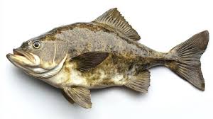 Image result for Hippoglossus hippoglossus