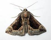 Attēlu rezultāti vaicājumam “Hypena crassalis”