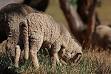 Docking (animal) - Wikipedia, the free encyclopedia