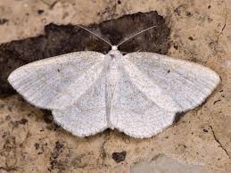 Attēlu rezultāti vaicājumam “Cabera exanthemata female”