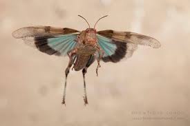 Attēlu rezultāti vaicājumam “Oedipoda caerulescens”