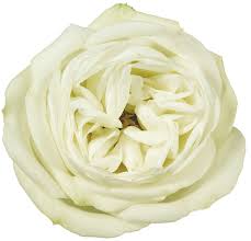 Image result for White Rose Polo Club