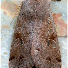 Attēlu rezultāti vaicājumam “Orthosia sp.”