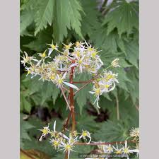 Attēlu rezultāti vaicājumam “Saxifraga cymbalaria fruit”