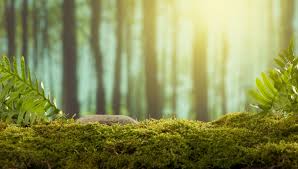 Attēlu rezultāti vaicājumam “Hypnum cupressiforme var. subjulacum”