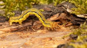 Attēlu rezultāti vaicājumam “Erannis defoliaria”