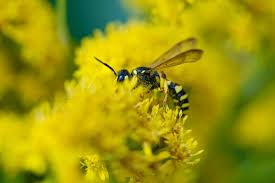 Attēlu rezultāti vaicājumam “Cerceris arenaria”