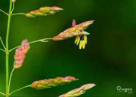 Attēlu rezultāti vaicājumam “Leersia oryzoides”