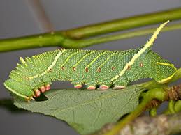Attēlu rezultāti vaicājumam “Laothoe amurensis”