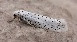 Attēlu rezultāti vaicājumam “Yponomeuta evonymella”