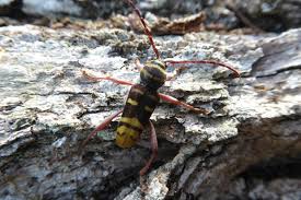 Attēlu rezultāti vaicājumam “Plagionotus detritus imago”