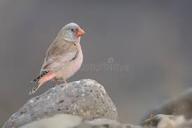 Image result for Bucanetes githagineus