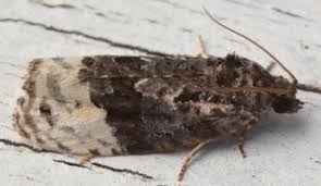 Attēlu rezultāti vaicājumam “Apotomis betuletana”