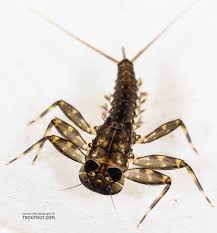 Attēlu rezultāti vaicājumam “Heptagenia sulphurea female”