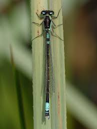 Attēlu rezultāti vaicājumam “Coenagrion armatum male”