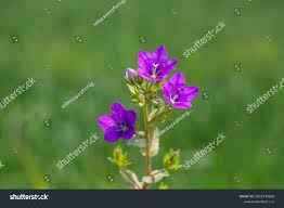 Image result for Legousia speculum-veneris