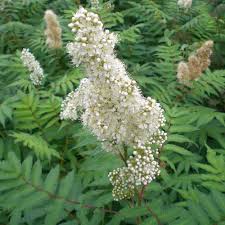Attēlu rezultāti vaicājumam “Sorbaria sorbifolia bud”