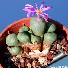 Attēlu rezultāti vaicājumam “Craterium minutum young”