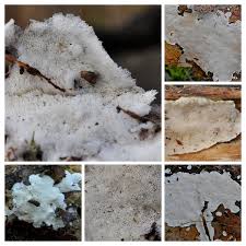 Attēlu rezultāti vaicājumam “Cinereomyces lindbladii”